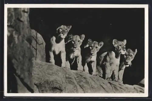 AK Hamburg, Löwinnen in der Löwenschlucht in Hagenbecks Tierpark
