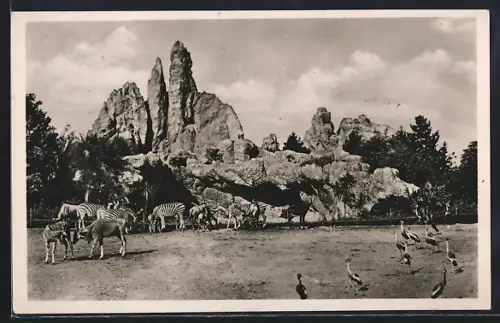 AK Hamburg-Stellingen, Carl Hagenbeck`s Tierpark, Afrikanische Steppe: Antilopen, Zebras und Kronenkraniche