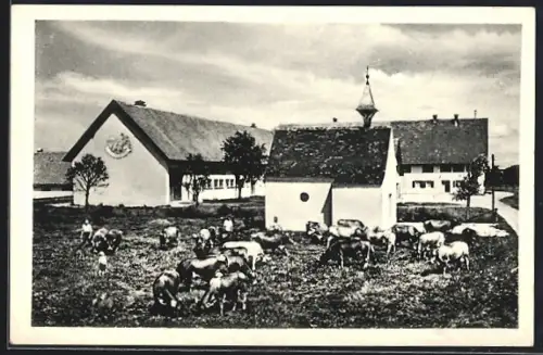 AK Benningen /Allgäu, Vieh auf der Weide am Hof Bernhard