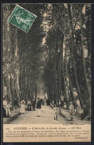 AK Auxerre, L`Arbre-Sec, la Grande Avenue, promenade sous les arbres majestueux