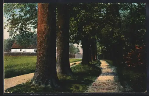 AK Essen / Ruhr, Stadwald, Partie am Waldesrand