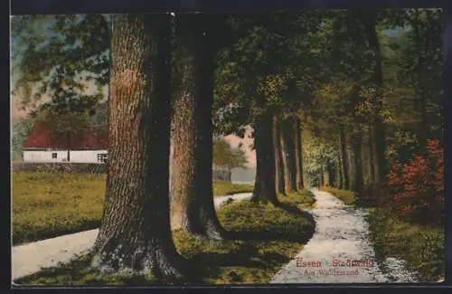AK Essen / Ruhr, Stadwald, Partie am Waldesrand