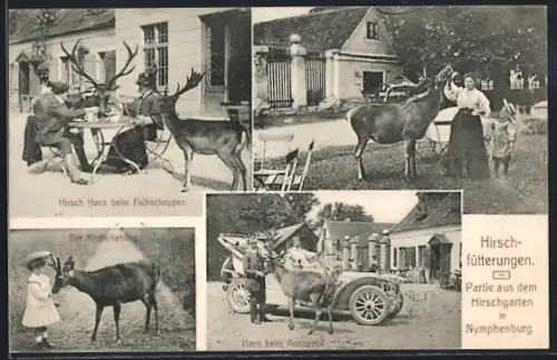 AK München-Nymphenburg, Hirschfütterung, Hirsch Hans beim Frühschoppen und mit Automobil
