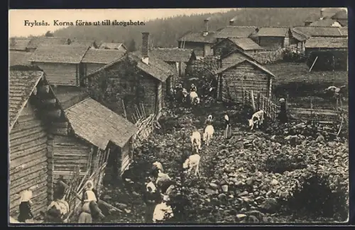 AK Fryksas, Korna föras ut till skogsbete