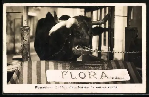 AK Kuh Flora mit zwei Köpfen