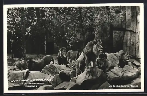 AK Rhenen, Ouwehands Dierenpark op de Grebbeberg, Gedeelte leeuwenterras, Löwen im Zoo