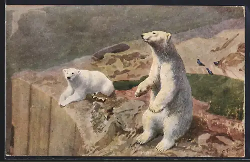 Künstler-AK London, Zoological Gardens, Polar Bears in the Mappin Terrace, Eisbären