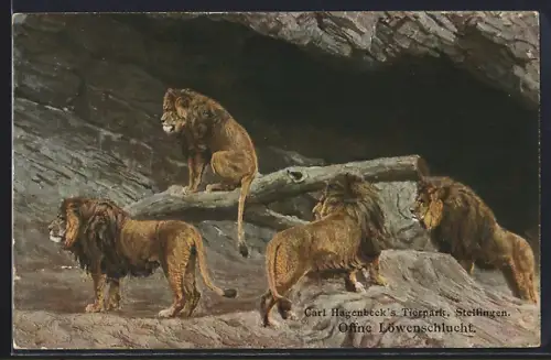 AK Hamburg-Stellingen, Carl Hagenbeck's Tierpark, Offene Löwenschlucht, Löwe