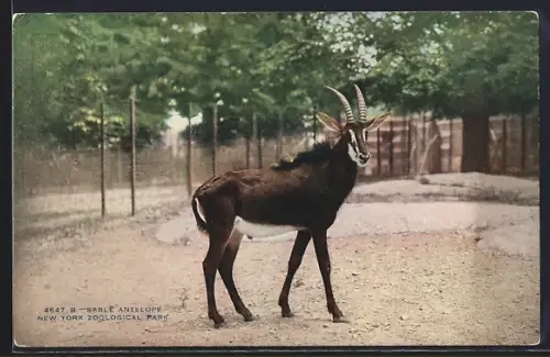 AK New York, N. Y., Zoological Park, Sable Antelope, Antilope