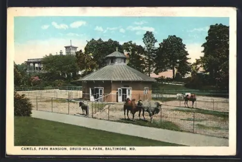 AK Baltimore, MD, Camels, Park Mansion, Druid Hill Park