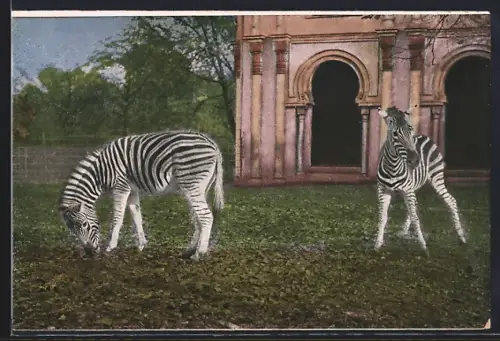 AK Köln a. Rh., Zoologischer Garten, Zebras vor einem Gebäude