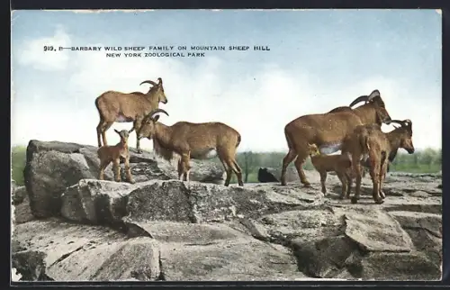 AK New York, Zoological Park, Barbary Wild Sheep Family on Mountain Sheep Hill