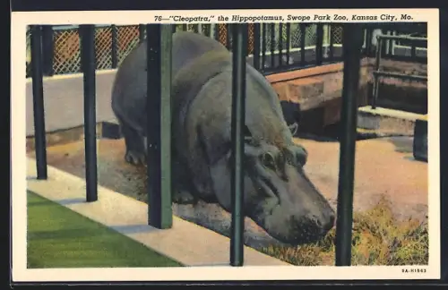 AK Kansas City, MO, Cleopatra the Hippopotamus, Nilpferd