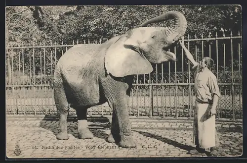 AK Jardin des Plantes, Toby Elephant d`Afrique, Afrikanischer Elefant