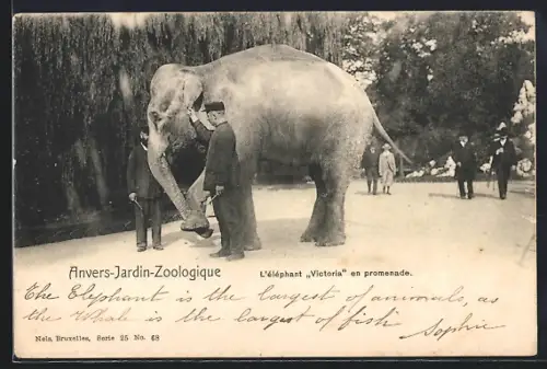 AK Anvers-Jardin-Zoologique, Elefant Victoria auf der Promenade