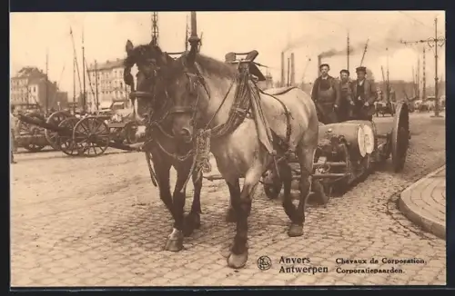 AK Antwerpen, Corporatiepaarden, Pferdegespann