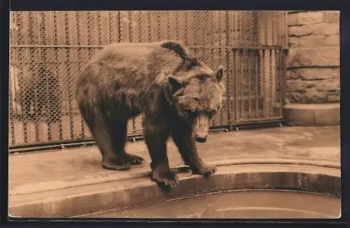 AK Antwerpen, Braunbär im Zoo
