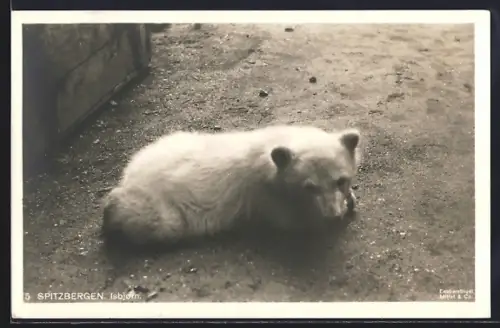 AK Kleiner Eisbär auf dem Boden liegend, in Svalbard