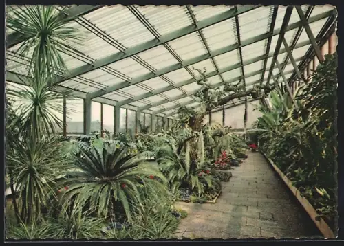 AK Hannover-Herrenhausen, Haus für Tropenpflanzen im Berggarten