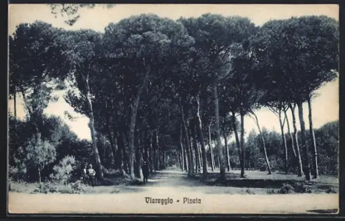 AK Viareggio, Pineta