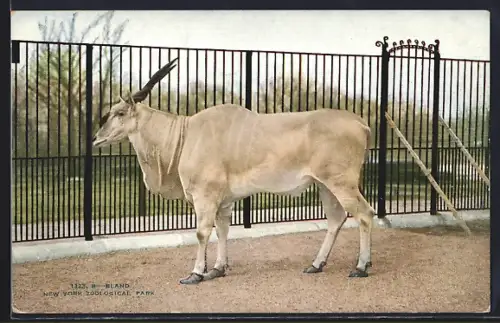 AK New York, N. Y., Zoological Park, Eland