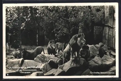 AK Rhenen, Ouwehands Dierenpark op de Grebbeberg, Gedeelte leeuwenterras, Löwen im Zoo