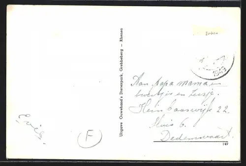 AK Rhenen, Ouwehands Dierenpark op de Grebbeberg, Gedeelte leeuwenterras, Löwen im Zoo