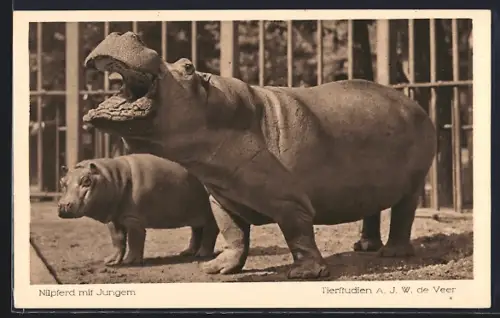 AK Nilpferd mit Jungem im Zoo