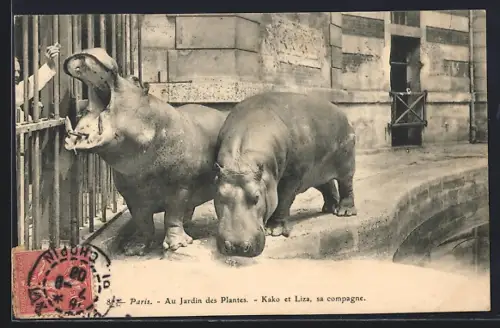 AK Paris, Au Jardin des Plantes, Kako et Liza, sa compagne, Nilpferd