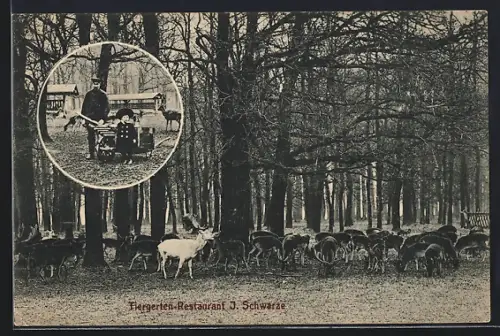 AK Hannover-Kirchrode, Tiergarten-Restaurant, Inh. J. Schwarze, Damwild im Park