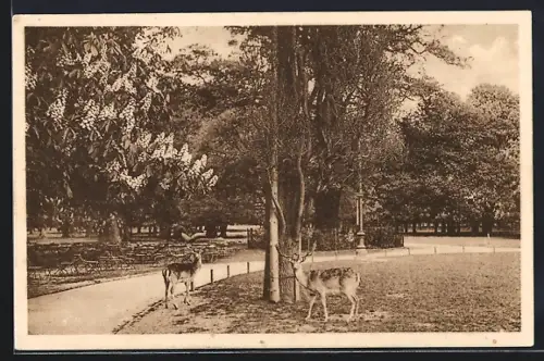 AK Hannover-Kirchrode, Gasthof Tiergarten, Inh. Ed. Schwarze