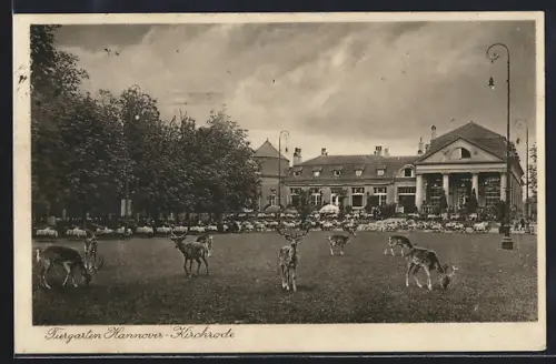 AK Hannover-Kirchrode, Gasthof Tiergarten, Inh. Ed Schwarze, Damwild auf einer Wiese