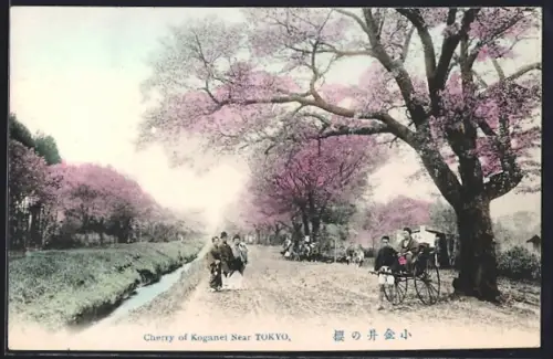 AK Tokyo, Cherry of Koganei