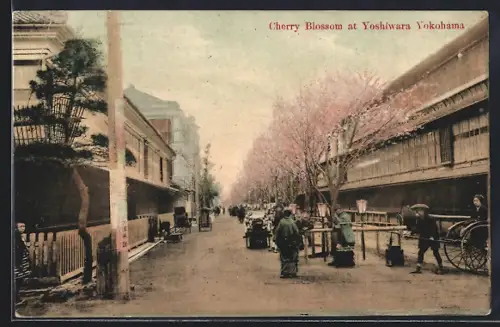 AK Yokohama, Cherry Blossom at Yoshiwara