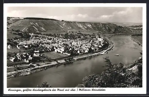 AK Winningen, Grösster Weinbergsbesitz der Mosel mit über 3 Millionen Weinstöcken
