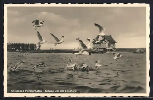 AK Heiligenhafen, Möwen vor der Lesehalle