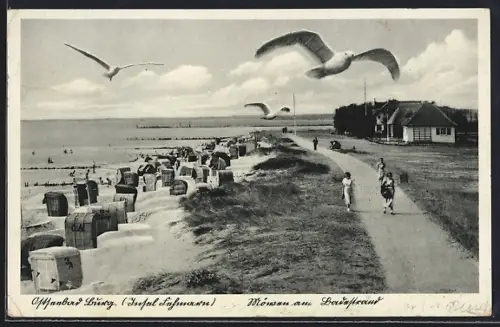 AK Burg /Fehmarn, Möwen am Badestrand