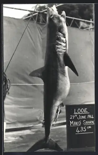 Foto-AK Gefangener Mako-Hai im Jahr 1964