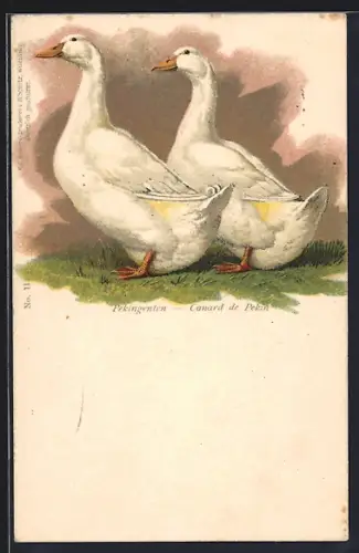 AK Zwei Pekingenten auf einer Wiese