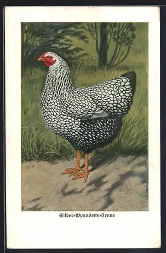Künstler-AK Silber-Wyandotte-Henne, Huhn