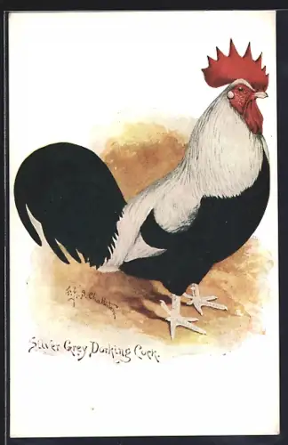 Künstler-AK Silver Grey Dorking Cock, Huhn