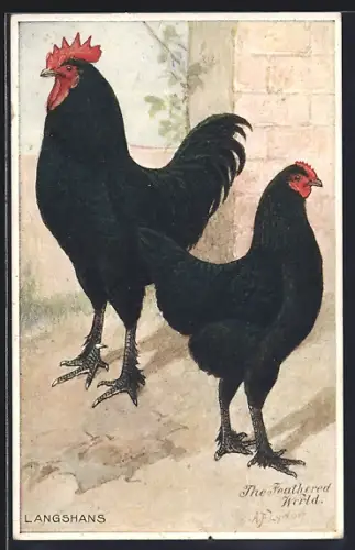 Künstler-AK Langshans, Huhn
