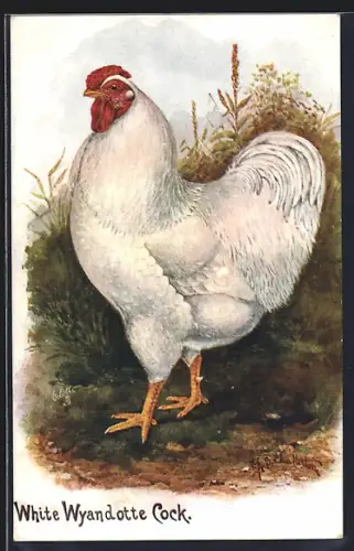 Künstler-AK White Wyandotte Cock, Huhn