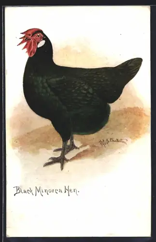 Künstler-AK Henne der Rasse Black Minorca