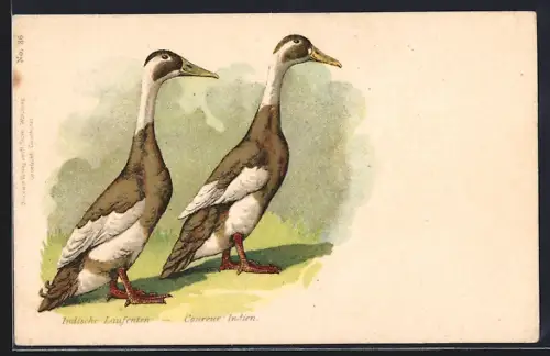 AK Indische Laufenten