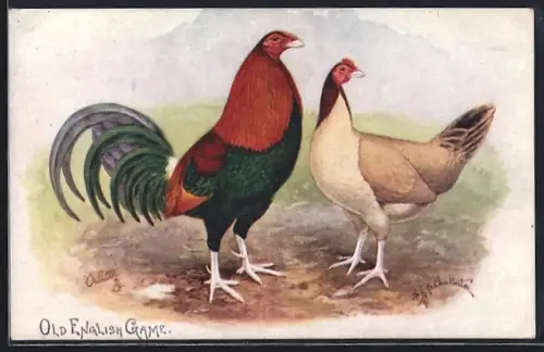 Künstler-AK Old English Game, Huhn