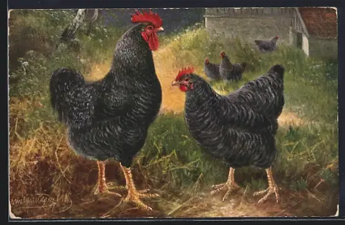 Künstler-AK Plymouth-Rocks, Huhn