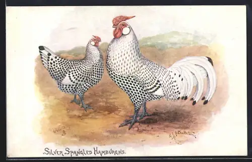 Künstler-AK Silver Spangled Hamburghs, Huhn