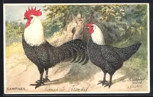 Künstler-AK Hahn und Henne der Rasse Campines