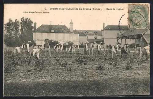 AK Venoy /Yonne, Dans la vigne de la Société d`Agriculture de La Brosse